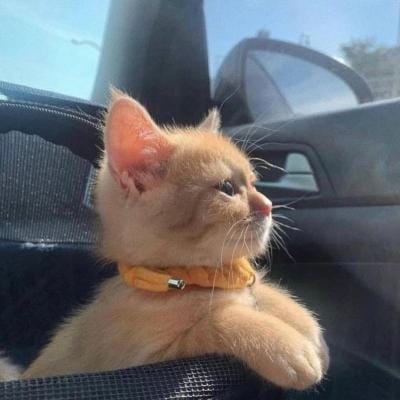  Pia Wurtzbach avatar