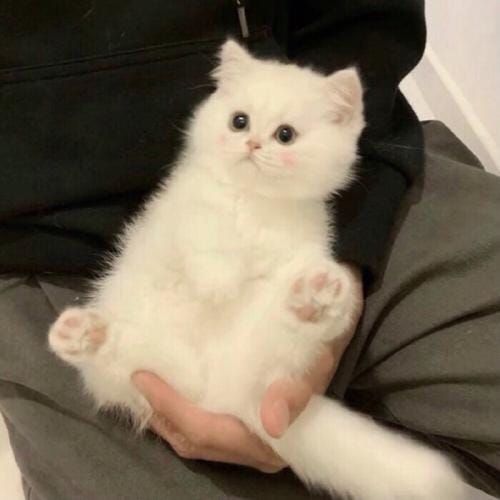 Catriona Gray avatar